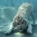 guepard
