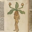 Mandragora