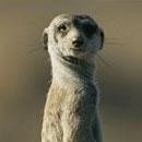 Meerkatjovial